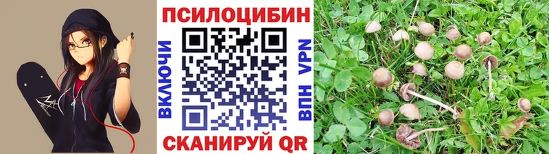Галлюциногенные грибы Psilocybine cubensis  Новошахтинск 